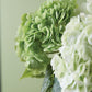 Hydrangea Bundle