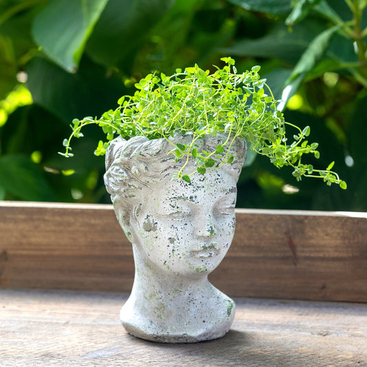 Concrete Bust Planter, Small