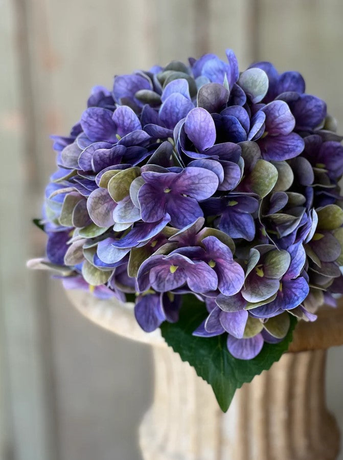 Cameo Hydrangea | 22" | Violet