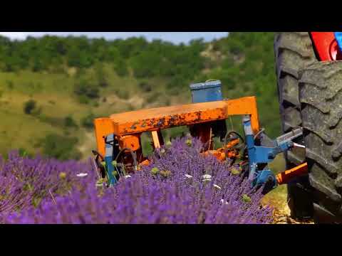 Dried French Lavender in Tissue - One Bunch